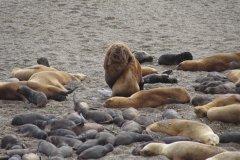 20-Sea-lions